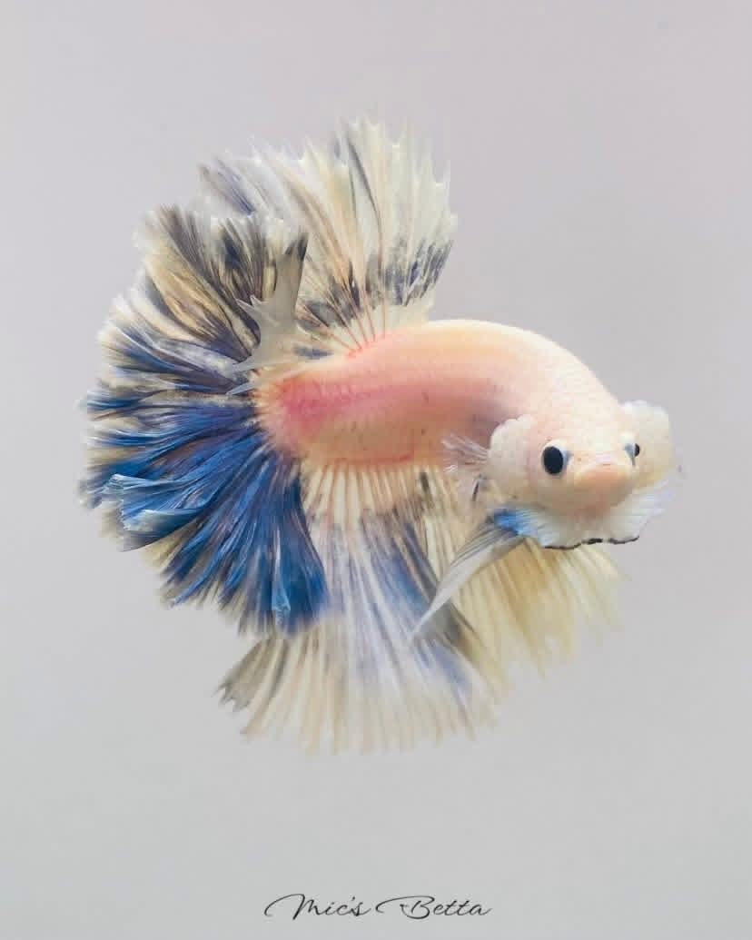 Side profile of the salmon rosetail halfmoon betta