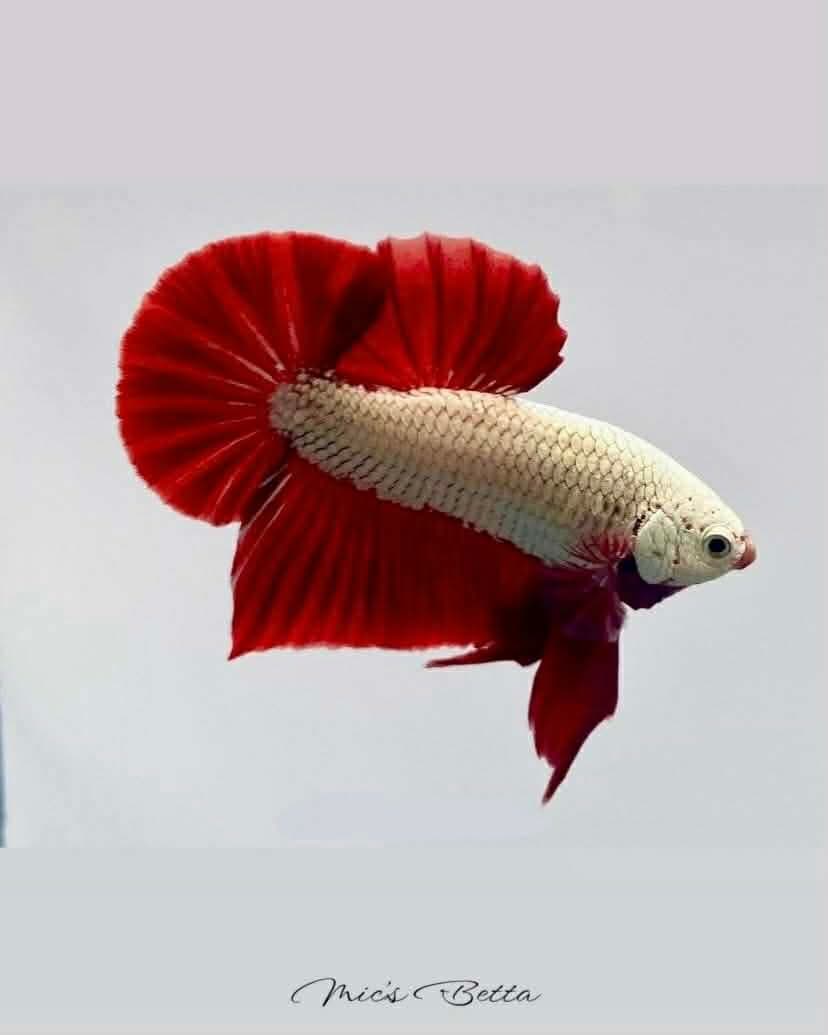 Blue marble HMPK betta detail