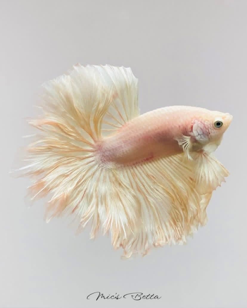 White opal feathertail halfmoon betta