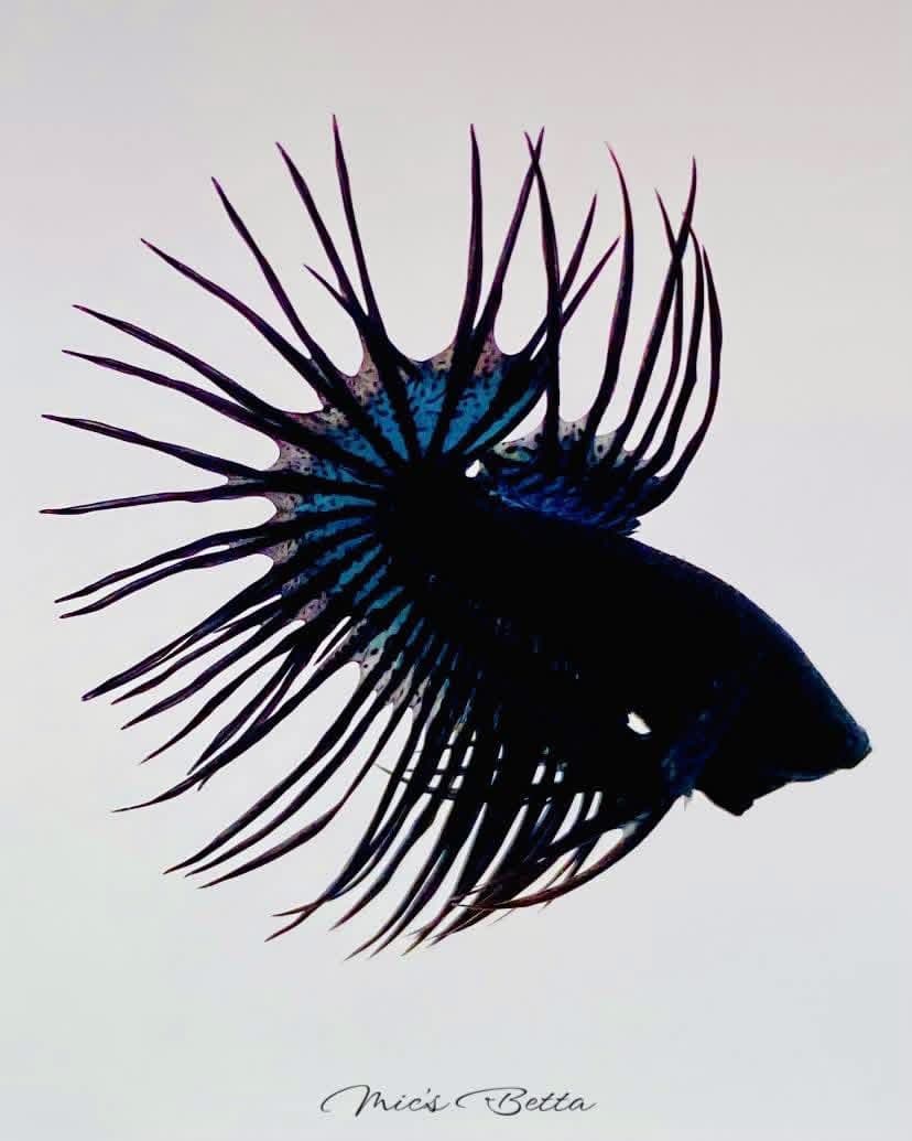 Black and blue crowntail betta with long spiky rays