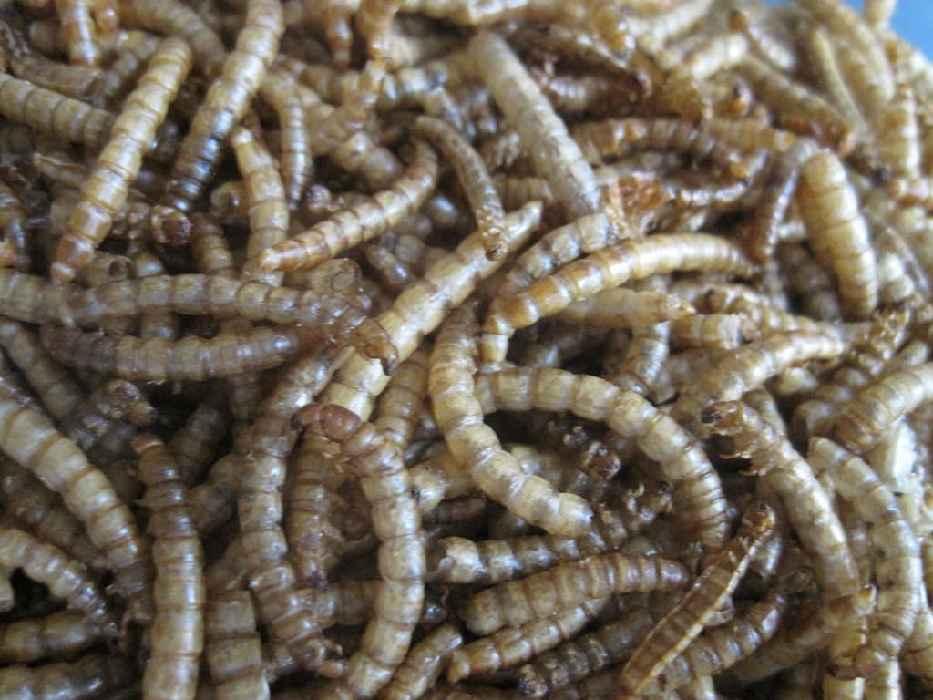 Freeze-dried bloodworms — high-protein betta treat